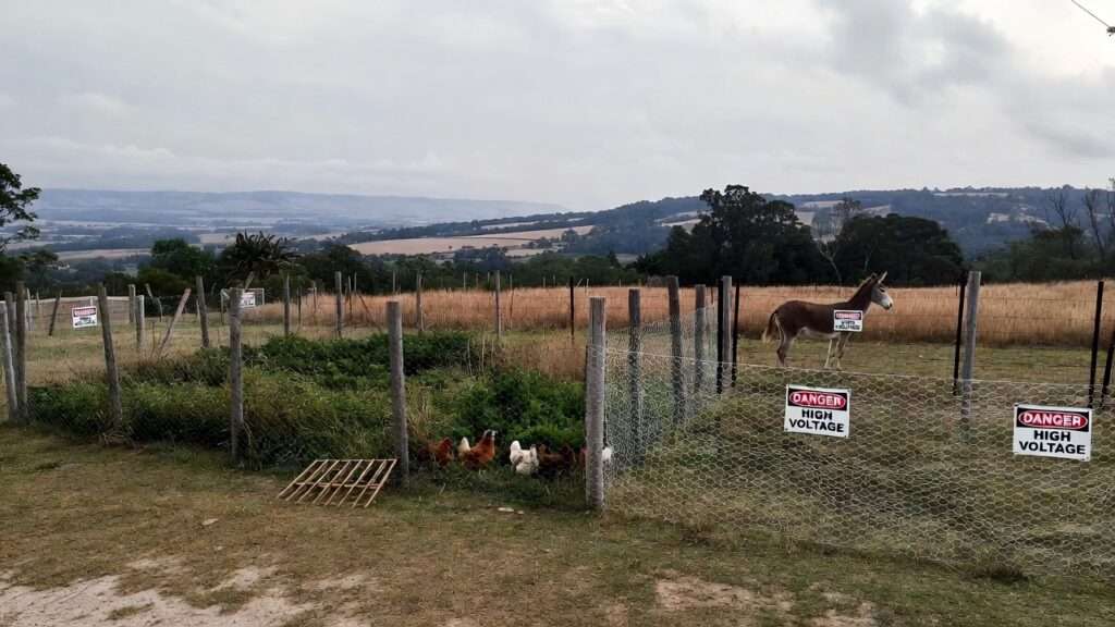 protecting chickens from coyotes foxes dogs