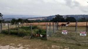 protecting chickens from coyotes foxes dogs