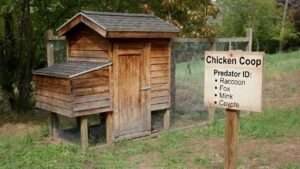 Chicken Coop Predator Identification Raccoon Fox Guide