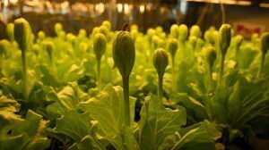 Lettuce Bolting Indoors Under Lights