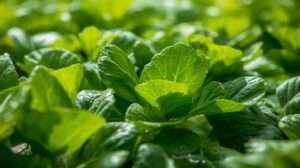 Deep Water Culture Yellowing Leaves