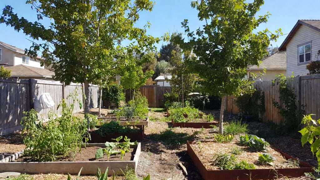 Raised Beds Near Trees