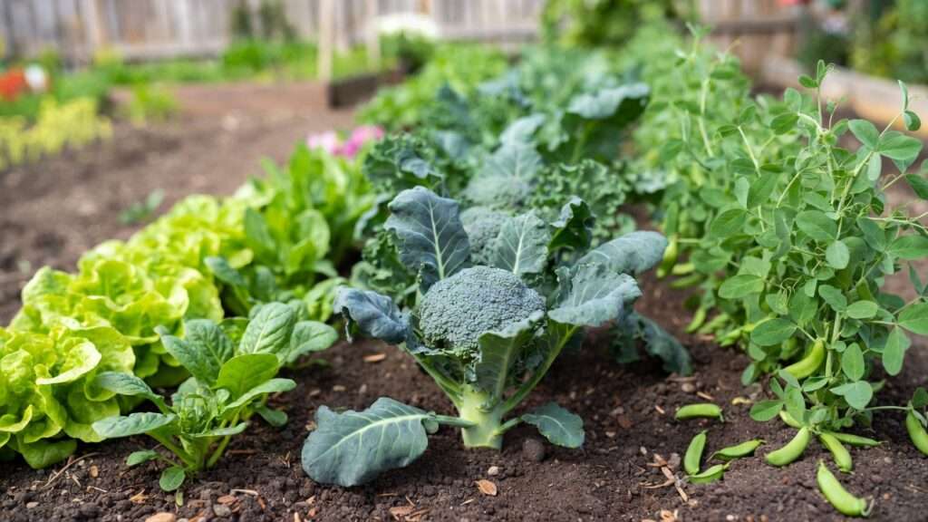 What to Plant After Garlic, Potatoes, and Onions