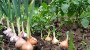 Planting Garlic, Onions, and Potatoes