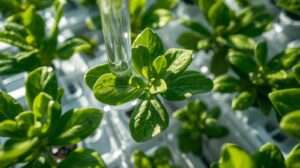 Water-Based Systems for Pest-Free Growing