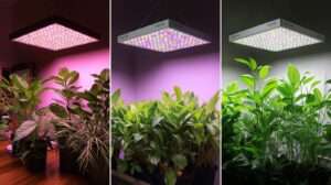 Best Affordable Grow Lights for Lots of Plants