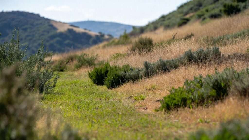 Drought-Resistant Lawns and Meadows