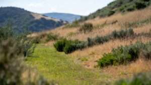 Drought-Resistant Lawns and Meadows