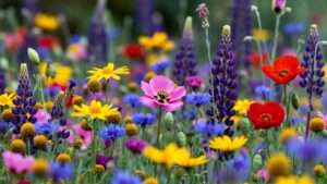Pollinator-Friendly, Pest-Helping Flowers: Top Picks