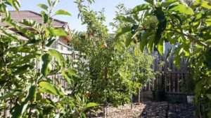 easy low-spray fruit trees for small yards