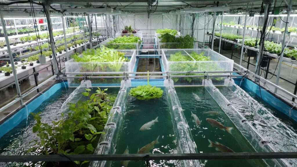 Modern Aquaculture and Aquaponics