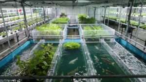 Modern Aquaculture and Aquaponics
