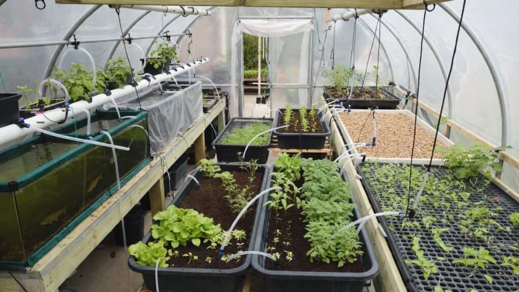 hobby aquaponics setup into small business
