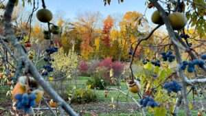 cold hardy native fruit trees zone 5