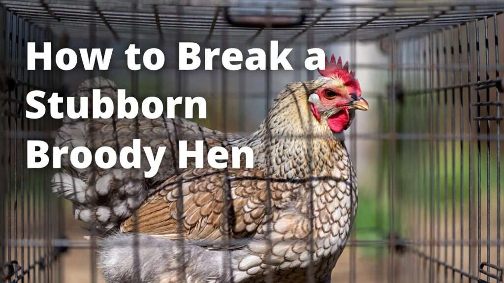 how to break a stubborn broody hen
