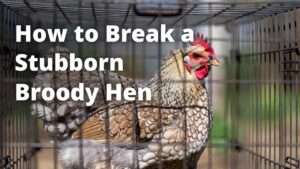 how to break a stubborn broody hen