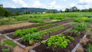 how to start your homestead journey