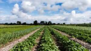 starting a homestead while living off-site