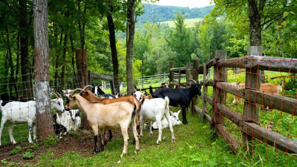 DIY goat fencing wooded properties