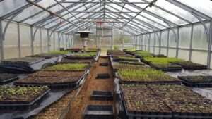 starting hundreds of seedlings in greenhouse