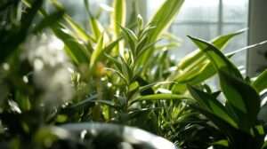 Beginner-Friendly Indoor Plants for US Homes