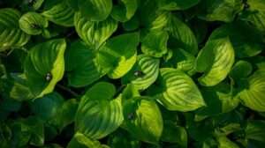 Best plan for controlling Japanese beetles