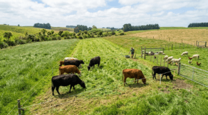 Rotational Grazing