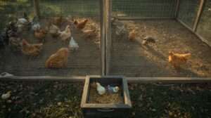 Integrating different breeds and ages – quarantine and see-but-no-touch pens for peaceful chicken flock introduction