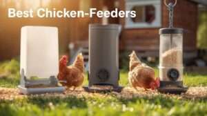 Best chicken feeders
