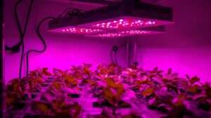 Running Grow Lights Without Exploding Your Garden