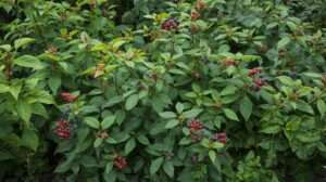 Best berry shrubs for layered US food forests​