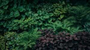 Deep Shade Beds